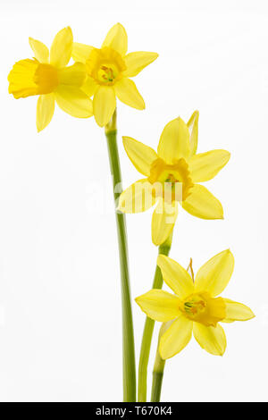 Jonquille ou narcisse, Narcisse jonquilla, Liliaceae Banque D'Images