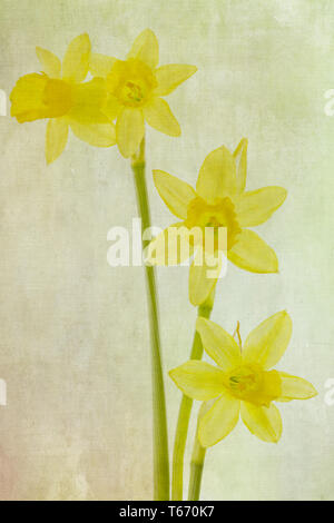 Jonquille ou narcisse, Narcisse jonquilla, Liliaceae Banque D'Images