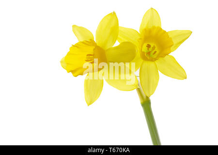 Jonquille ou narcisse, Narcisse jonquilla, Liliaceae Banque D'Images