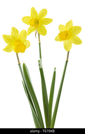 Jonquille ou narcisse, Narcisse jonquilla, Liliaceae Banque D'Images