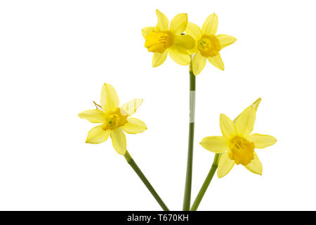 Jonquille ou narcisse, Narcisse jonquilla, Liliaceae Banque D'Images