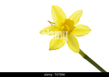 Jonquille ou narcisse, Narcisse jonquilla, Liliaceae Banque D'Images