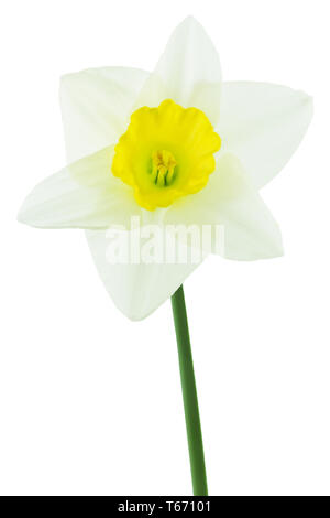 Jonquille ou narcisse, Narcisse jonquilla, Liliaceae Banque D'Images