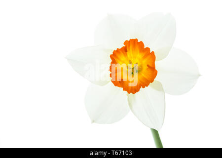 Jonquille ou narcisse, Narcisse jonquilla, Liliaceae Banque D'Images