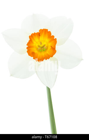 Jonquille ou narcisse, Narcisse jonquilla, Liliaceae Banque D'Images