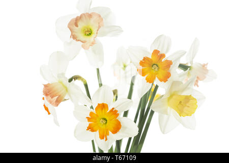 Jonquille ou narcisse, Narcisse jonquilla, Liliaceae Banque D'Images