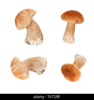 Groupe de champignons comestibles Boletus isolé sur fond blanc Banque D'Images