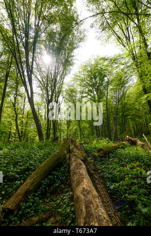 Saint Andrä-Wördern : Bärlauch (Allium ursinum), l'ail sauvage, arbres, bois mort, Moss, jungle, vallée, forêt vierge, dans Hagenbachklamm Wienerwal valley Banque D'Images