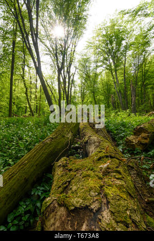 Saint Andrä-Wördern : Bärlauch (Allium ursinum), l'ail sauvage, arbres, bois mort, Moss, jungle, vallée, forêt vierge, dans Hagenbachklamm Wienerwal valley Banque D'Images