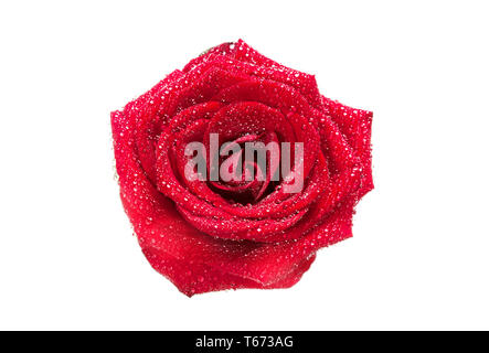 Bouton de rose rouge avec une goutte d'eau isolé sur fond blanc. Vue d'en haut Banque D'Images