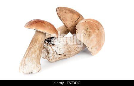 Groupe de champignons comestibles Boletus isolé sur fond blanc Banque D'Images