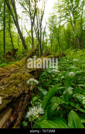 Saint Andrä-Wördern : Bärlauch (Allium ursinum), l'ail sauvage, arbres, bois mort, Moss, jungle, vallée, forêt vierge, dans Hagenbachklamm Wienerwal valley Banque D'Images