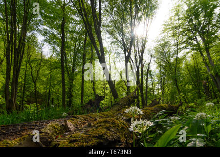 Saint Andrä-Wördern : Bärlauch (Allium ursinum), l'ail sauvage, arbres, bois mort, Moss, jungle, vallée, forêt vierge, dans Hagenbachklamm Wienerwal valley Banque D'Images