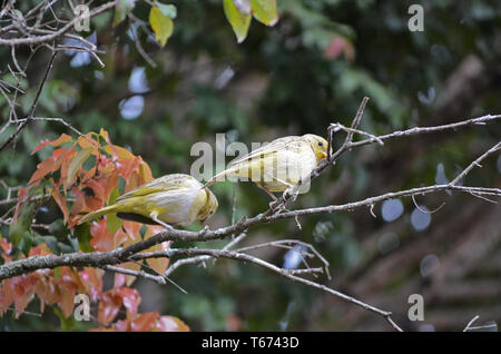 Saffron Finch dans le Minas Gerais Banque D'Images