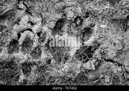 Photo en noir et blanc od empreintes dans la boue sèche. Banque D'Images