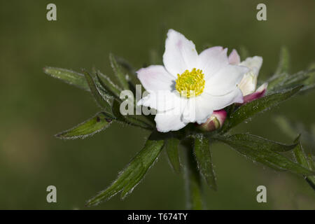 Narcissus anemone, Anemone narcissiflora, syn. : Anemonastrum narcissiflorum Banque D'Images