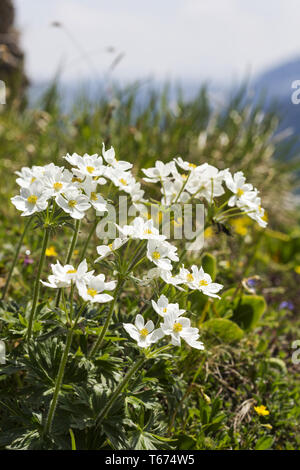 Narcissus anemone, Anemone narcissiflora, syn. : Anemonastrum narcissiflorum Banque D'Images