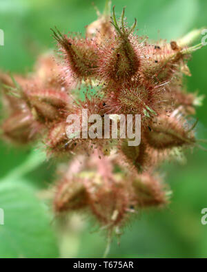 Rubus phoenicolasius ou Wineberry japonais Banque D'Images