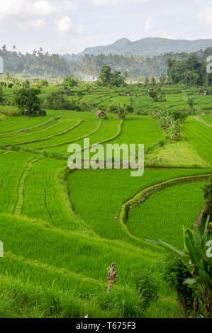 Terrasses de riz dans l'Est de Bali, Indonésie Banque D'Images