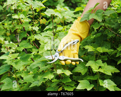 La main avec le nettoyeur de vert dans le jardin. Banque D'Images