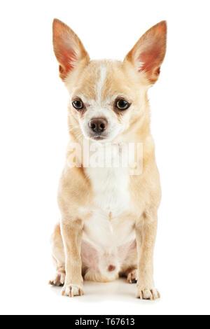 Chien chihuahua beige isolé sur fond blanc. Banque D'Images