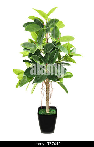 Ficus elastica (caoutchouc) Bush indien en noir bleu ... Banque D'Images