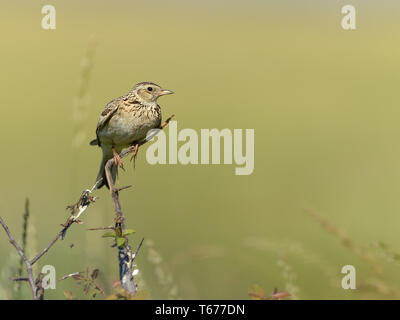 Anthus campestris Tawny pipit spioncelle, Banque D'Images