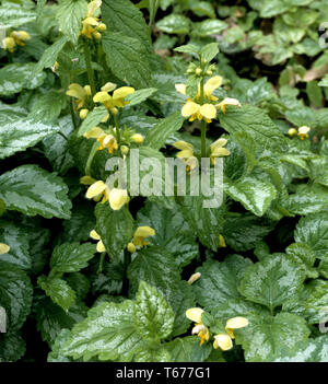 Archange jaune ou doré, Deadnettle Lamium galeobdolon Lamiastrum Galeobdolon, jaune, galeobdolon Banque D'Images