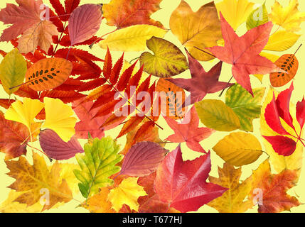 Feuilles d'automne collection Banque D'Images