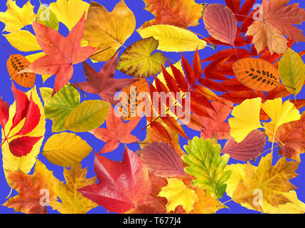Feuilles d'automne collection Banque D'Images
