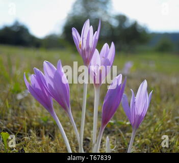 Crocus d'automne, Colchicum autumnale, Meadow Safran Banque D'Images