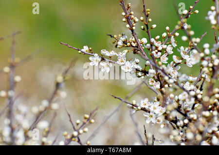 Prunelle ou prunellier (Prunus spinosa), close up de branches couvertes de bourgeons et de fleurs. Banque D'Images