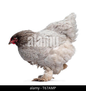 Belle Poule Brahma bleu, debout / marche côté. Isolé sur fond blanc. Banque D'Images