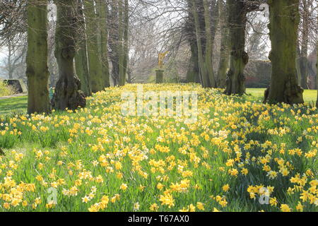 Les jonquilles dans l'Avenue à la chaux à l'Ange de la renommée statue à Renishaw Hall, près de Sheffield, Derbyshire, Angleterre, Royaume-Uni - Mars Banque D'Images