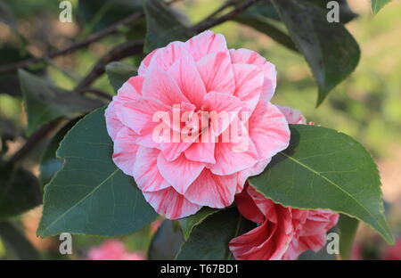 Camellia japonica 'Blood of China ; forme bicolore. Fleurs doubles de sang de camélia de Chine" au printemps, au Royaume-Uni. Également appelé Camellia Victor Emmanuel Banque D'Images