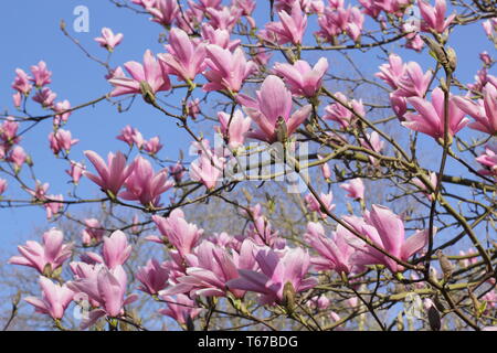 Magnolia 'Heaven Scent' la floraison au printemps (fin mars), l'Angleterre, Royaume-Uni. Aga Banque D'Images