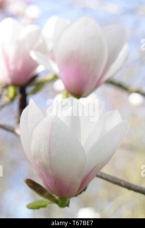 Magnolia 'Milky Way'. Fleurs rose rouge de Magnolia Voie lactée au printemps, au Royaume-Uni. Aga Banque D'Images