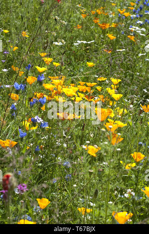 Pré de fleurs sauvages de l'Europe centrale, le sud de l'Allemagne Banque D'Images