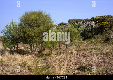 Une zone d'heath près de Llyn, Anglesey Penrhyn Banque D'Images