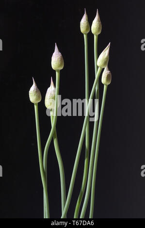 Allium géant géant ou l'oignon, Allium giganteum Banque D'Images