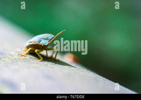 Plan Macro sur le sud de l'green shield bug (Nezara viridula). Close up d'un tentacule Banque D'Images