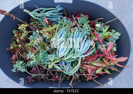 Variété mixte des boutures de succulentes prêt pour la propagation Banque D'Images