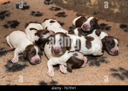 Cocker Anglais chiot dormir Banque D'Images