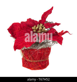 Euphorbia pulcherrima Poinsettia, Banque D'Images