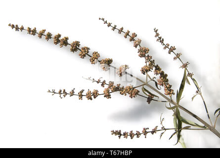 Le gattilier ou gattilier, Vitex agnus-castus Banque D'Images