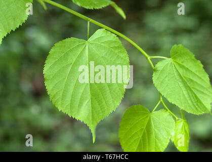 Largeleaf linden ou feuillus tilleul, Tilia platyphyllos Banque D'Images