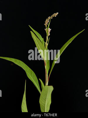 Poivre d'eau, Persicaria hydropiper Banque D'Images