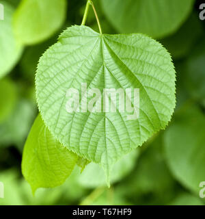 Littleleaf linden ou petite feuille tilleul, Tilia cordata Banque D'Images