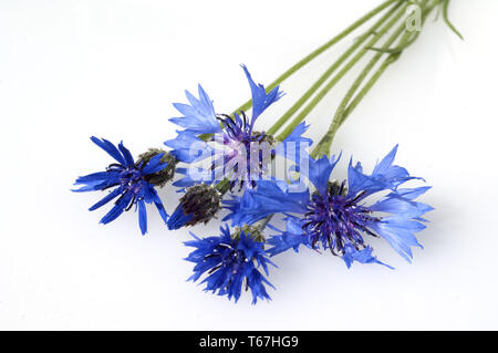 Bleuet, Centaurea cyanus Banque D'Images