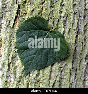 Largeleaf linden ou feuillus tilleul, Tilia platyphyllos Banque D'Images